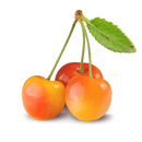 Rainier Cherries