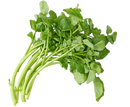 Watercress