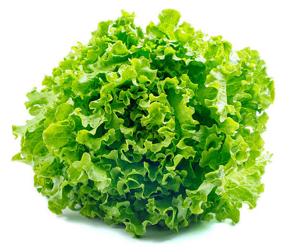 Feuilles vertes (laitue frisée)