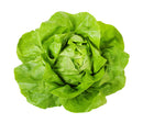 Fresh Boston Lettuce