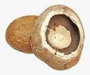 Portobello Mushroom