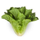 Romaine Lettuce