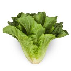 Laitue romaine