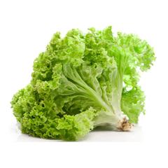 Laitue frisée verte